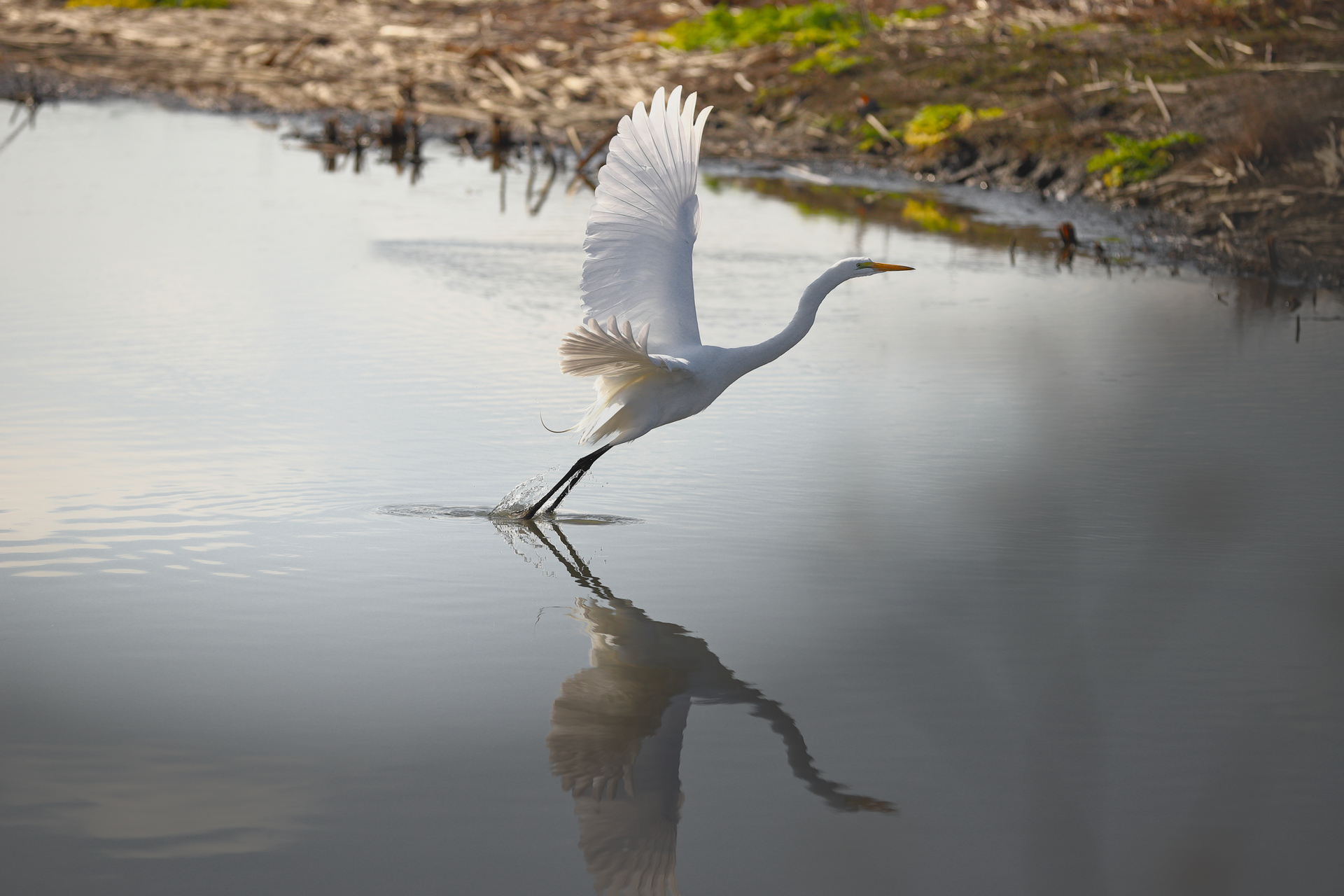 egret