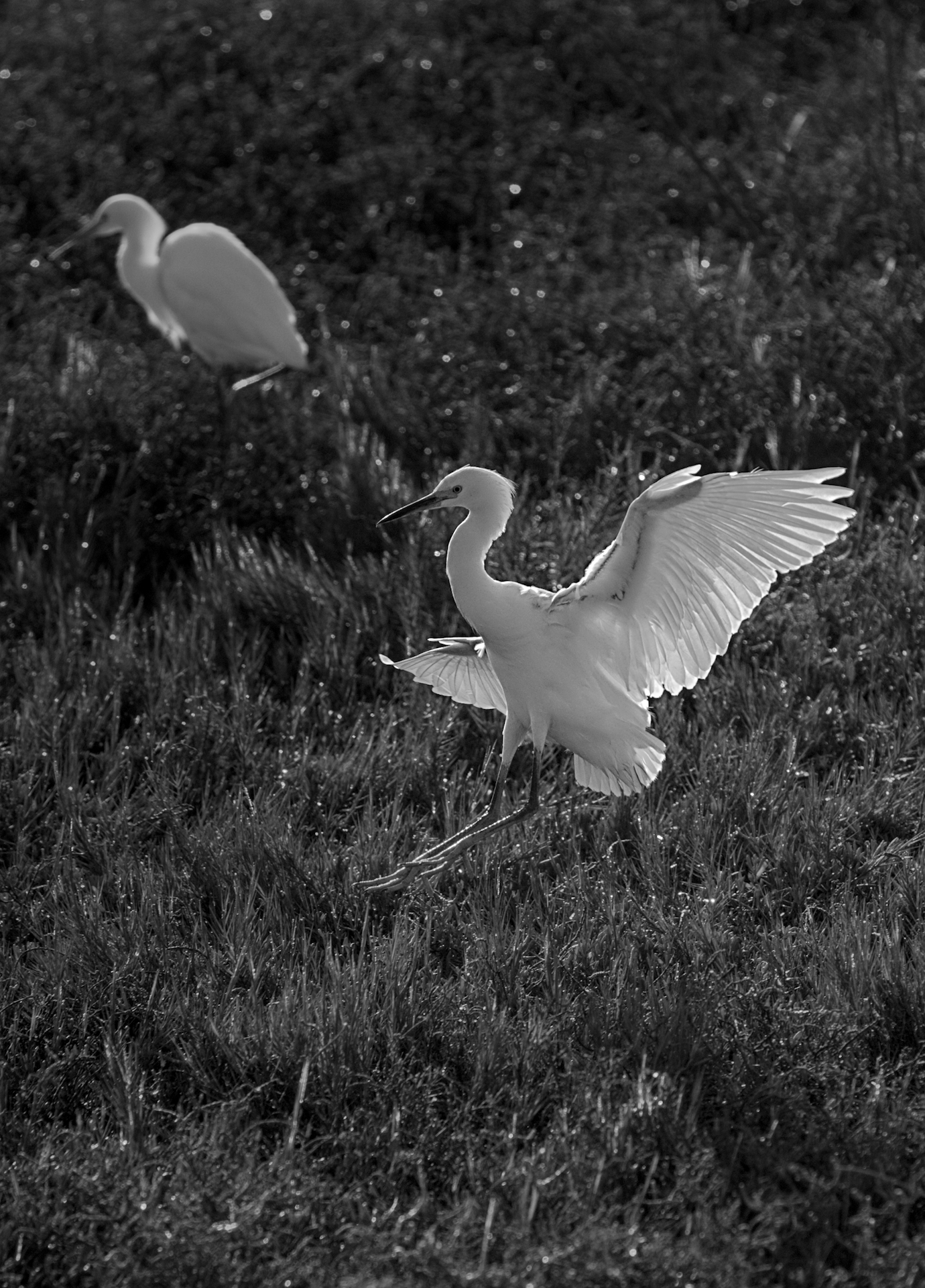 egret