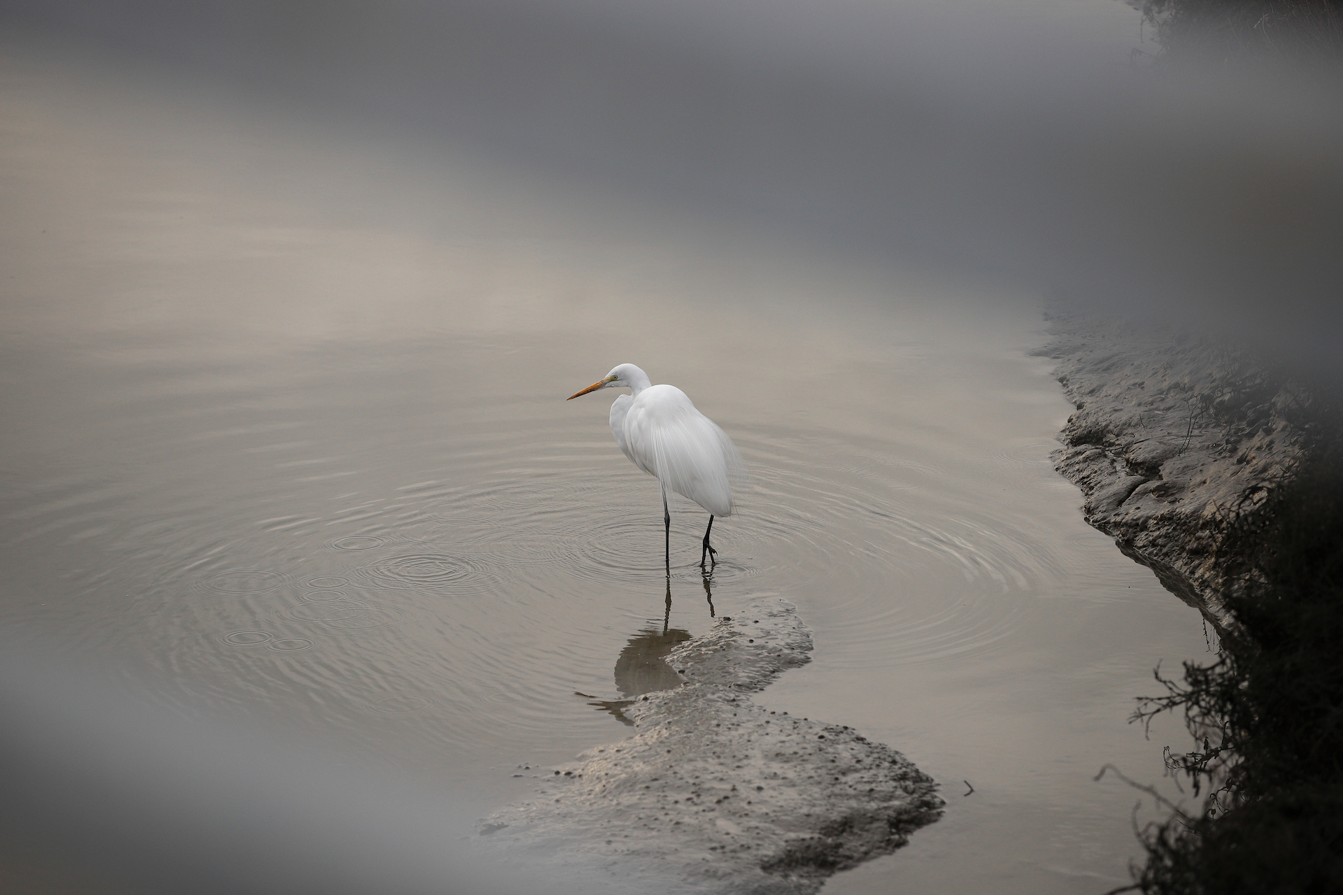 egret