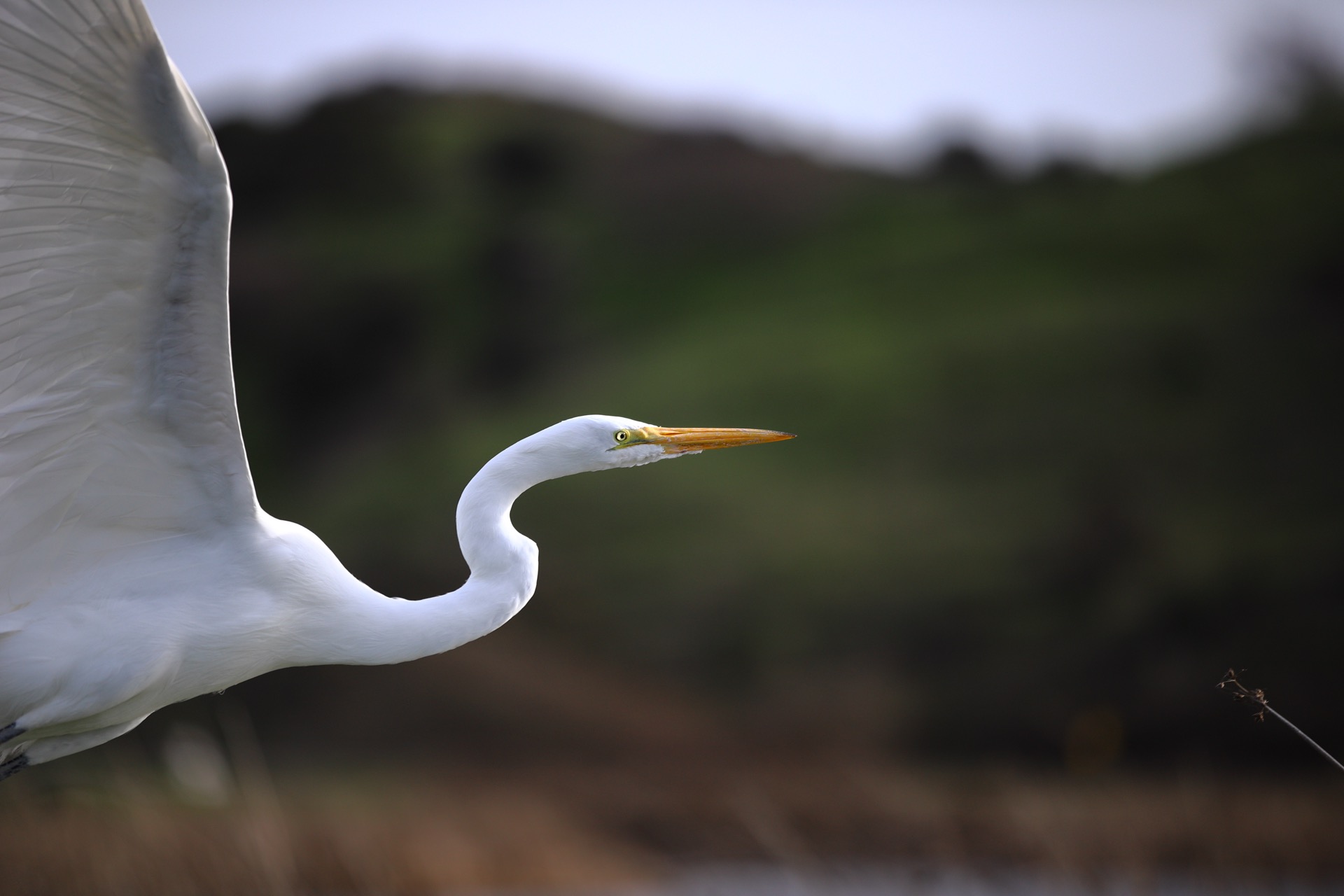 egret