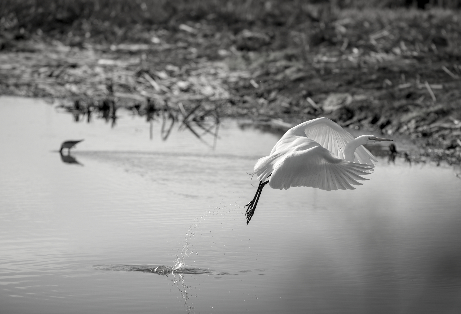 egret