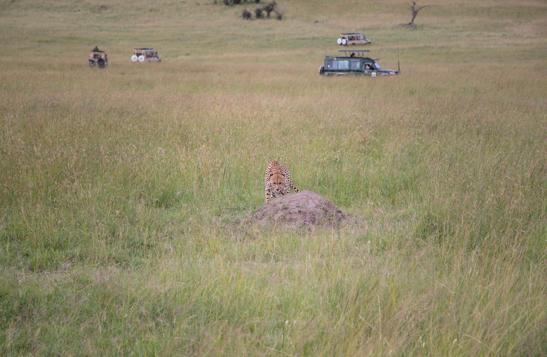 Cheetah