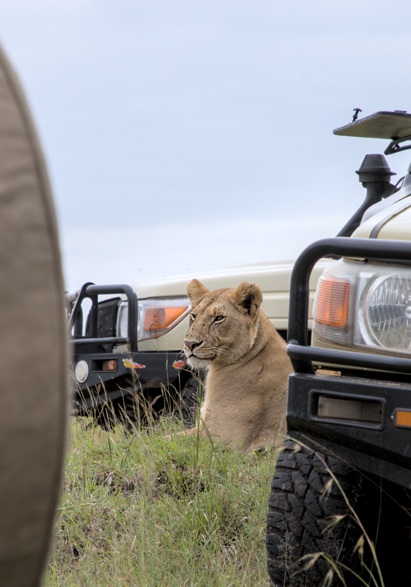Lioness