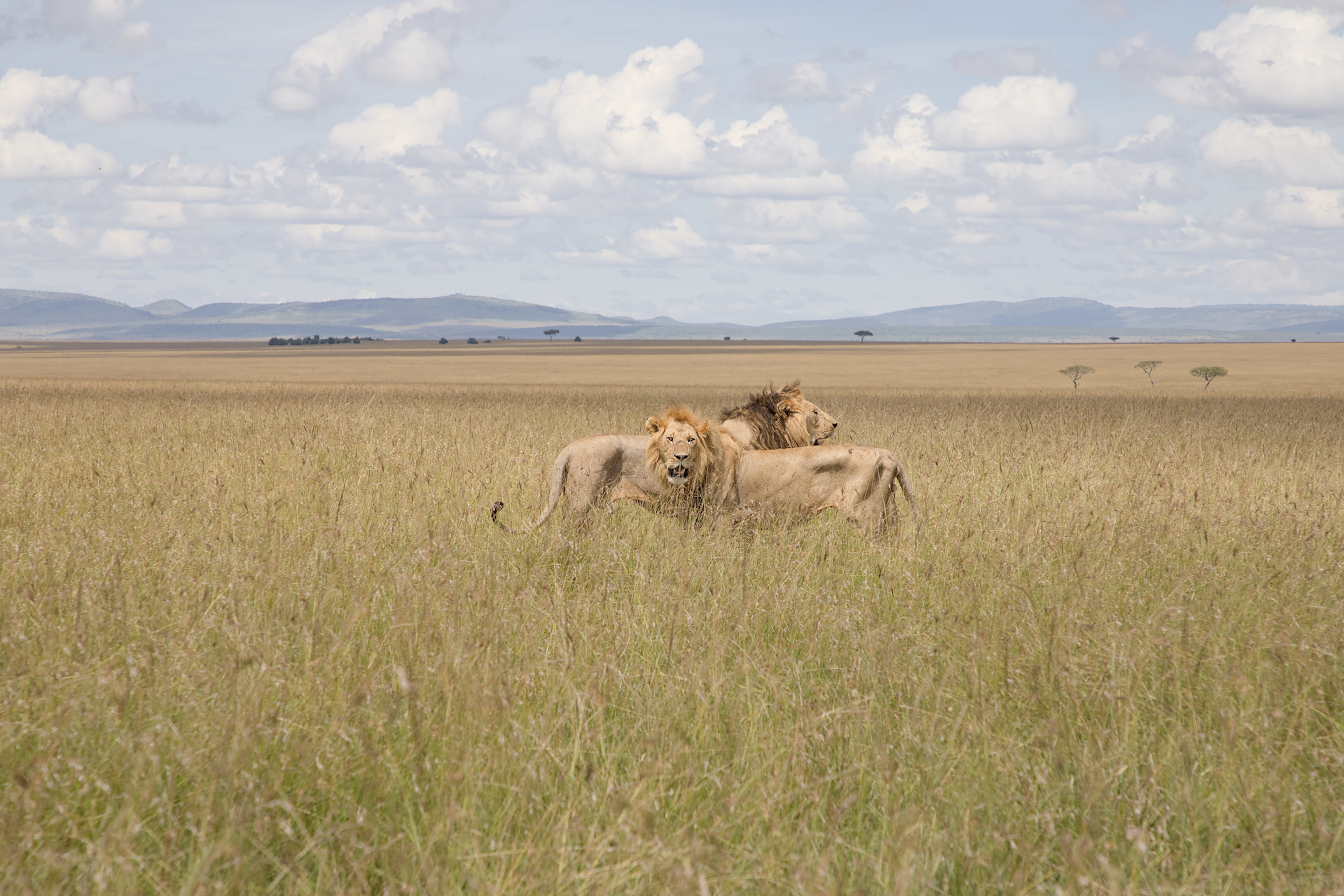 Lions