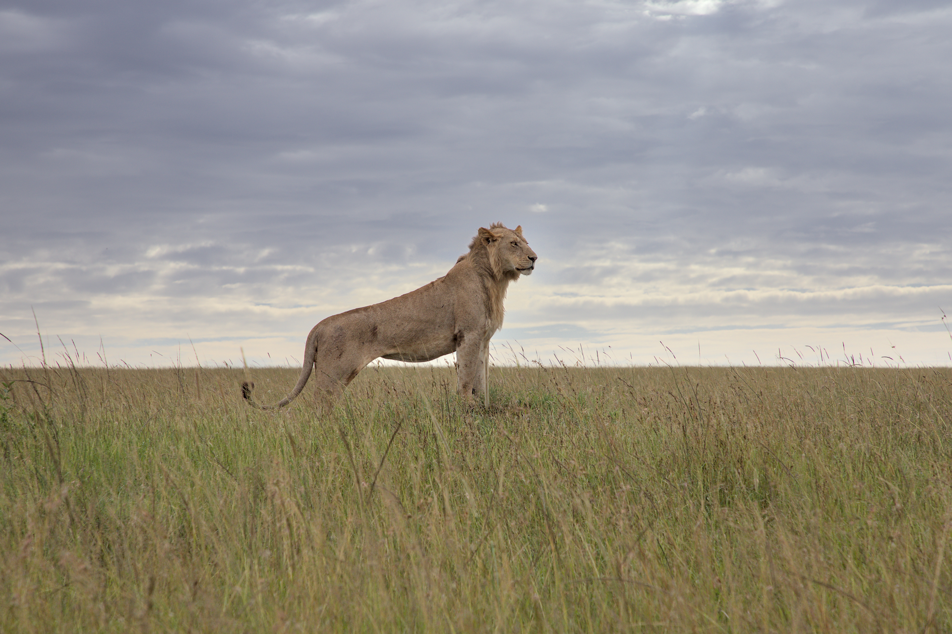 Lioness
