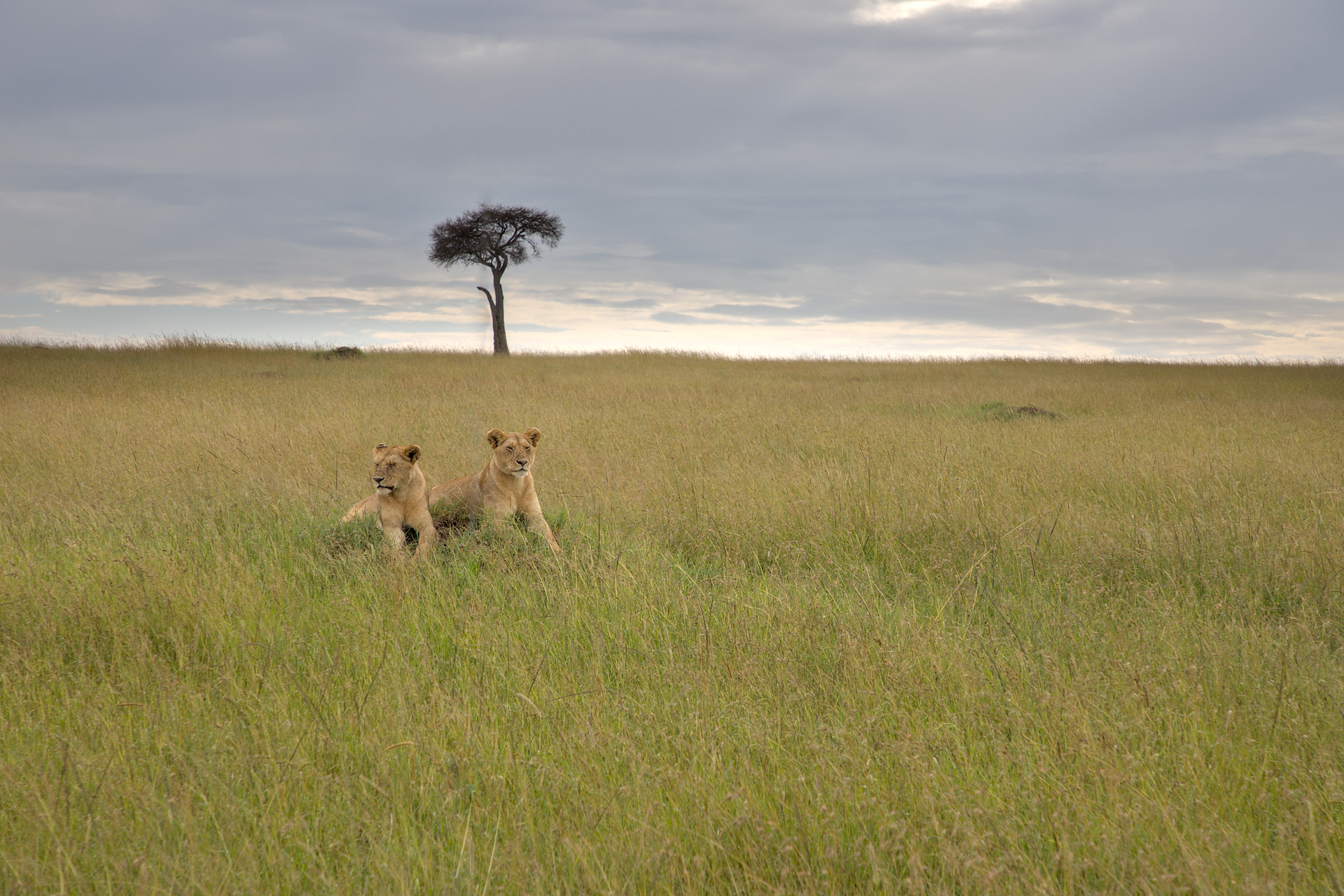Lioness